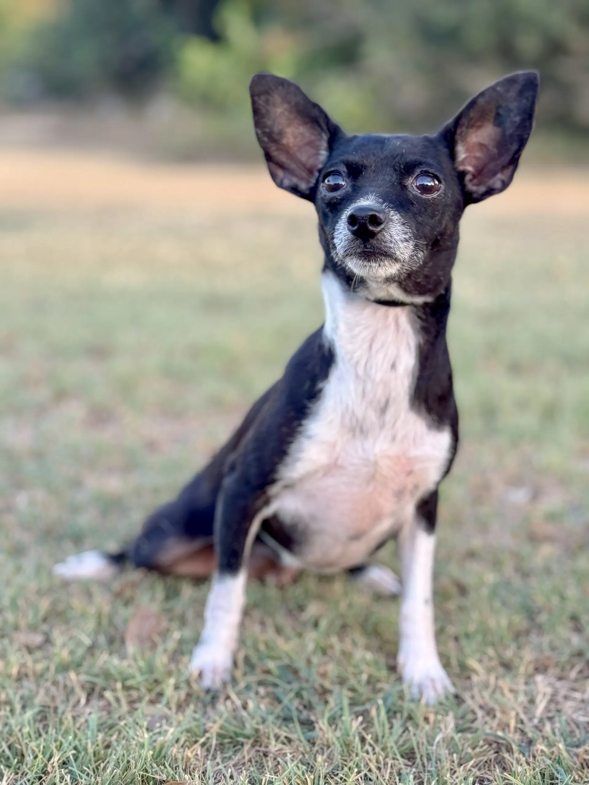 Hailey - Chihuahua