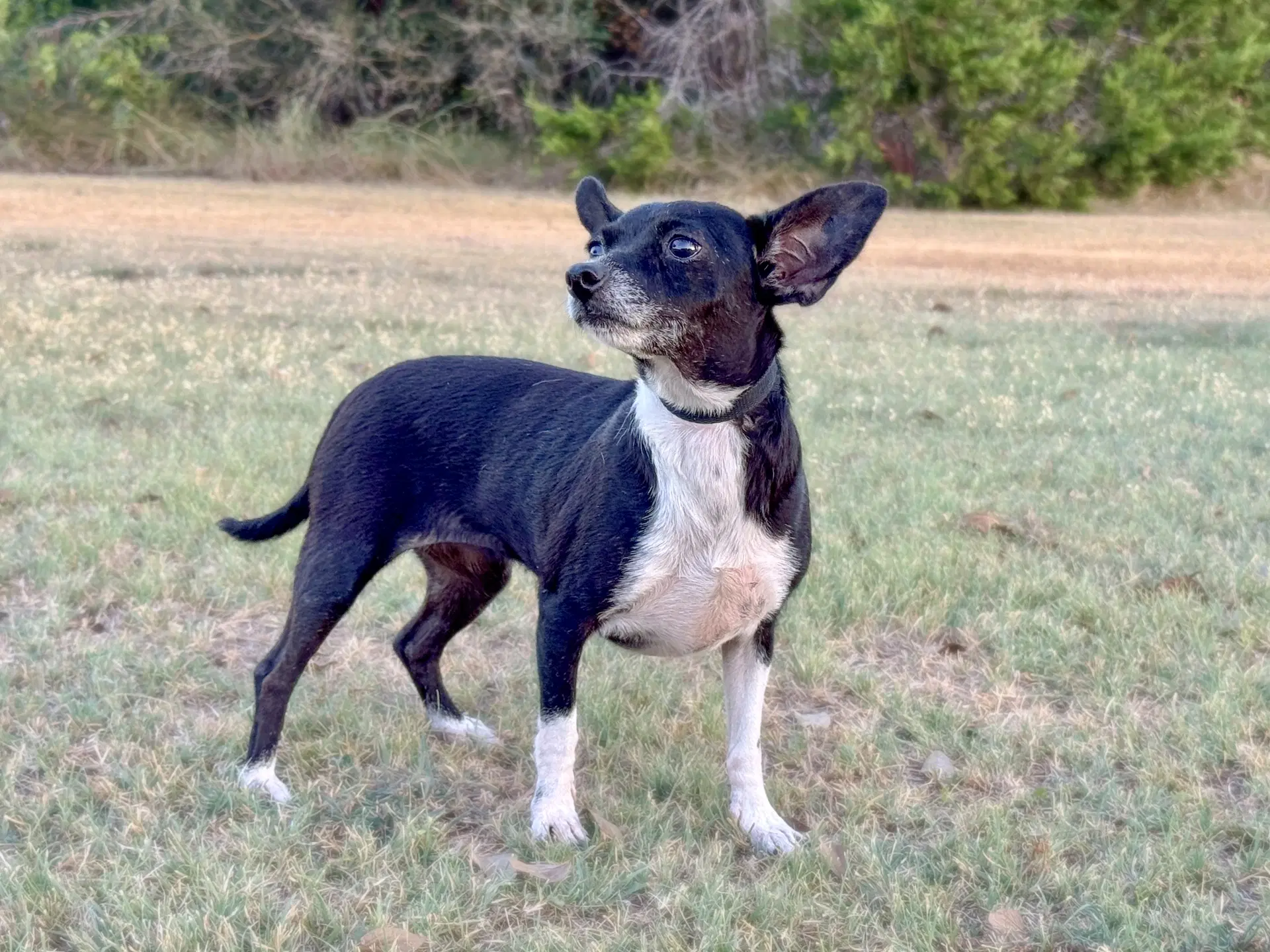 Hailey image 3