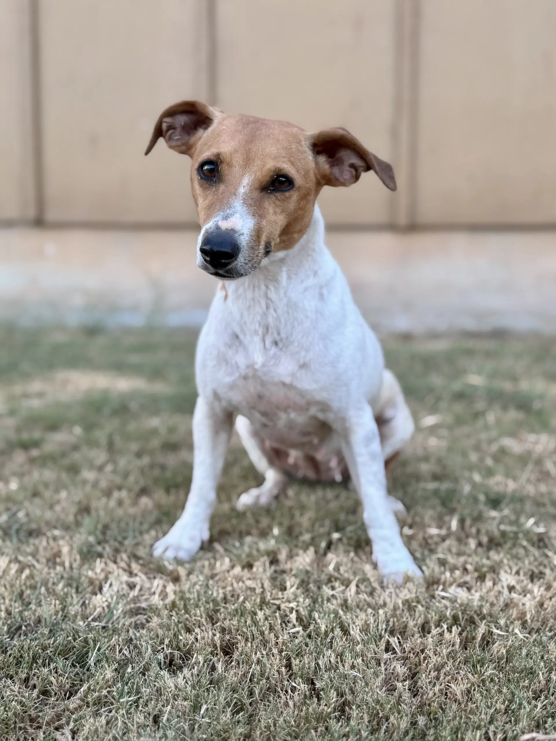 Hannah - Jack Russell Terrier