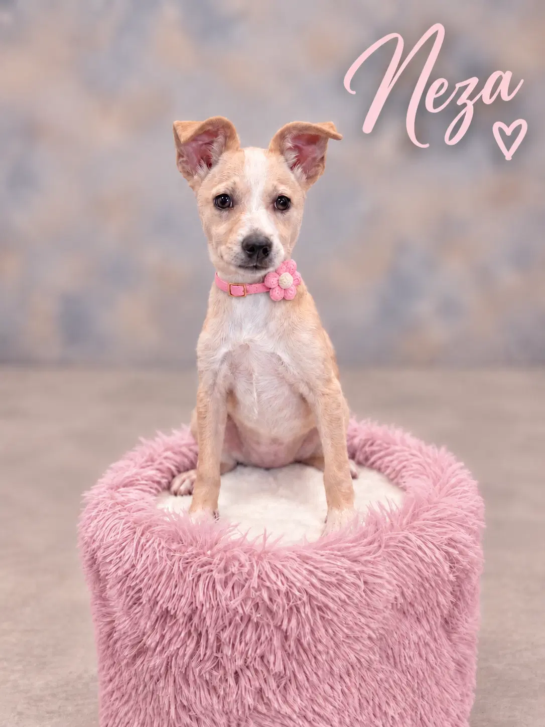 Neza - Chihuahua