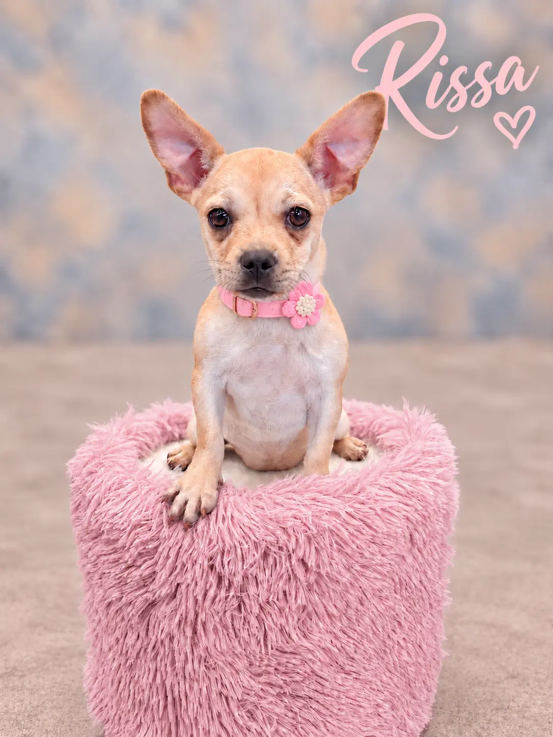 Rissa - French Bulldog