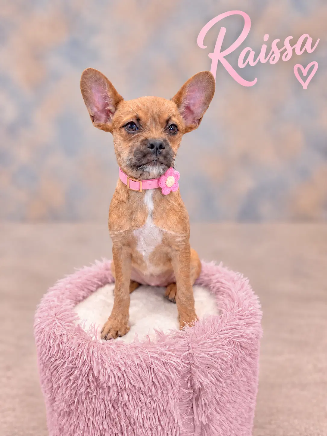 Raissa - French Bulldog