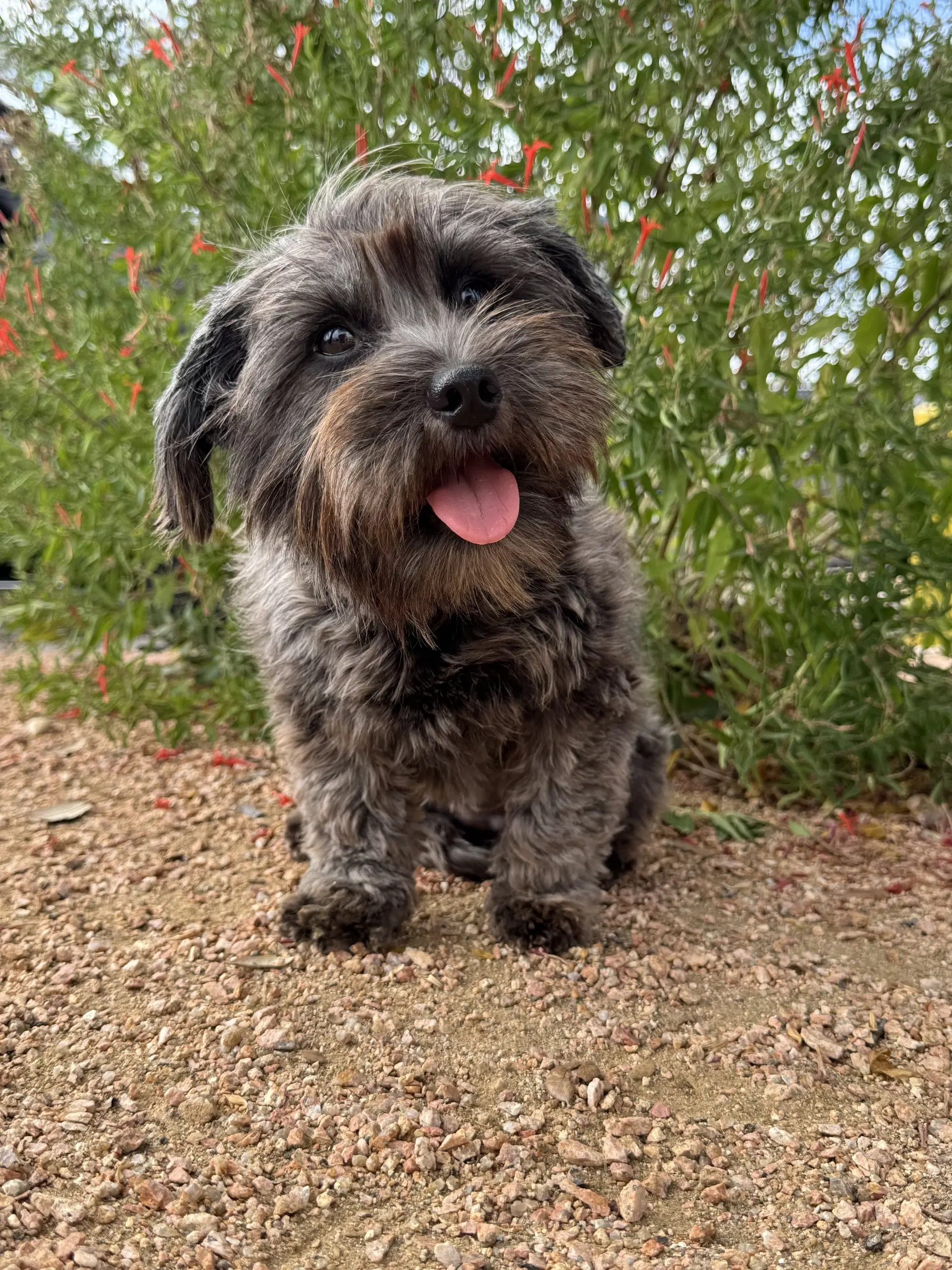 Luna - Yorkshire Terrier Yorkie
