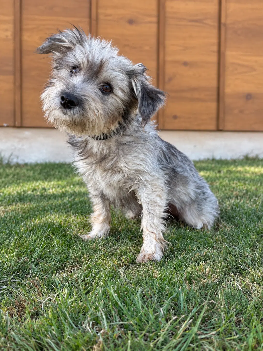 Londyn - Yorkshire Terrier Yorkie