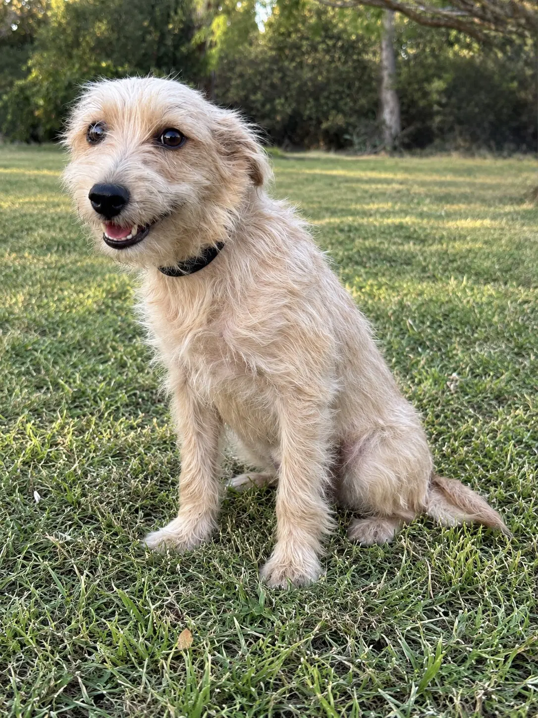 Lena - Terrier