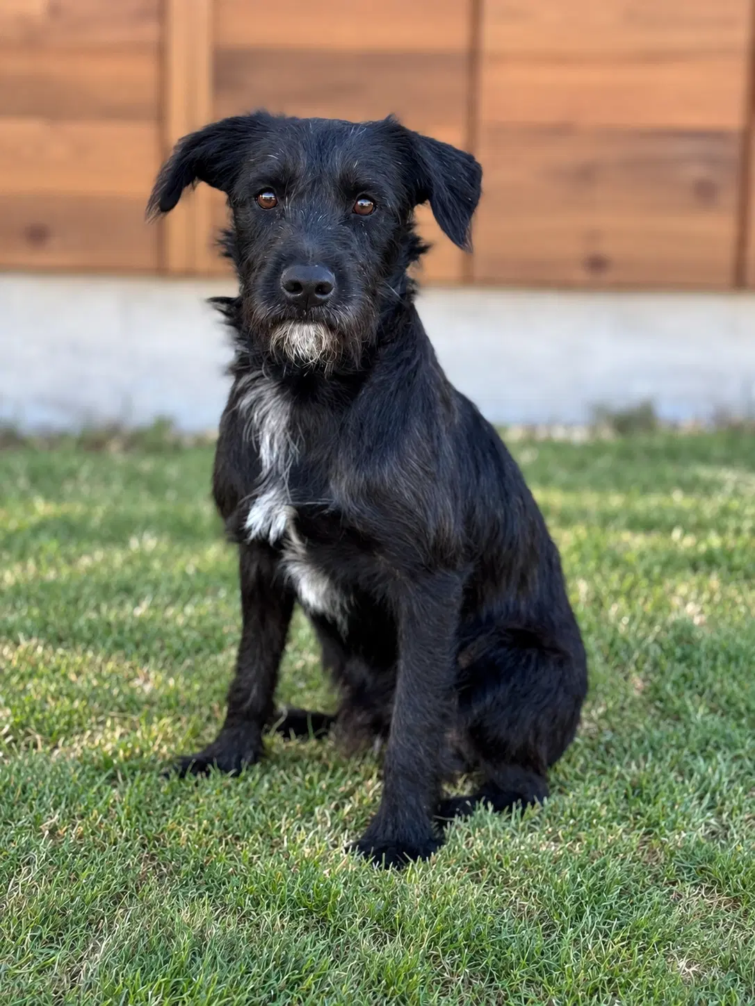 Levi - Schnauzer