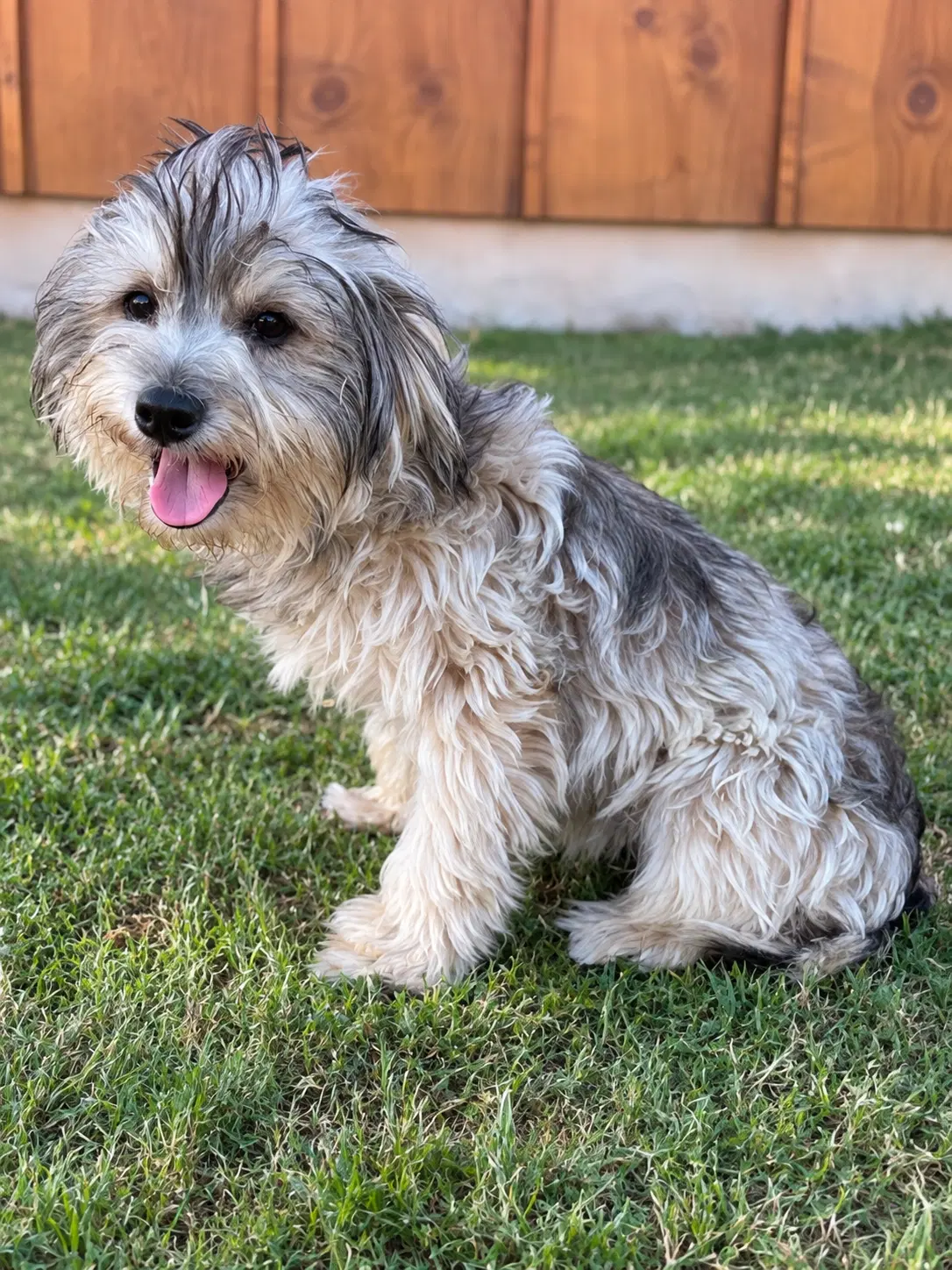 Logan - Yorkshire Terrier Yorkie
