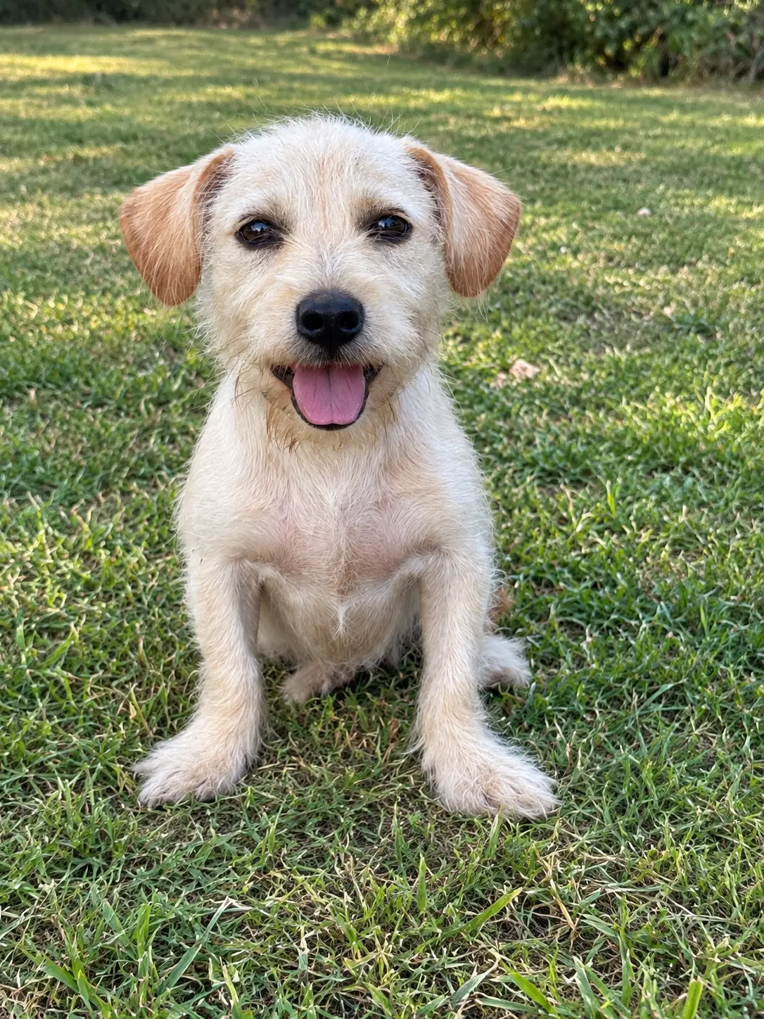 Liam - Terrier