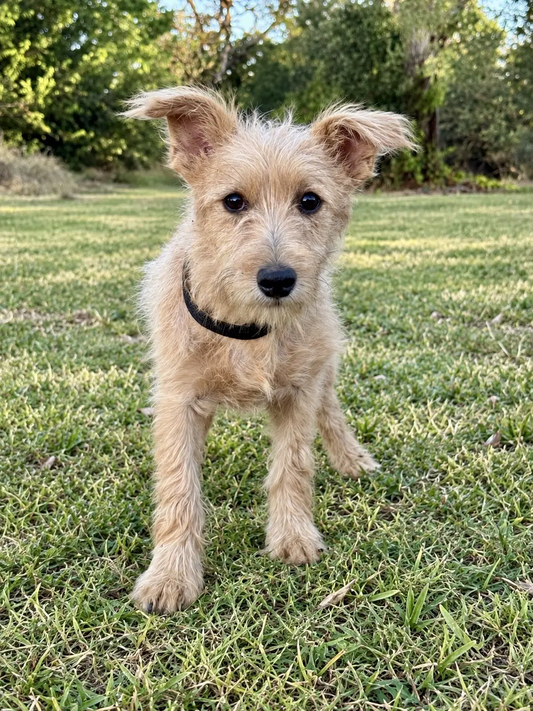 Lennox - Terrier