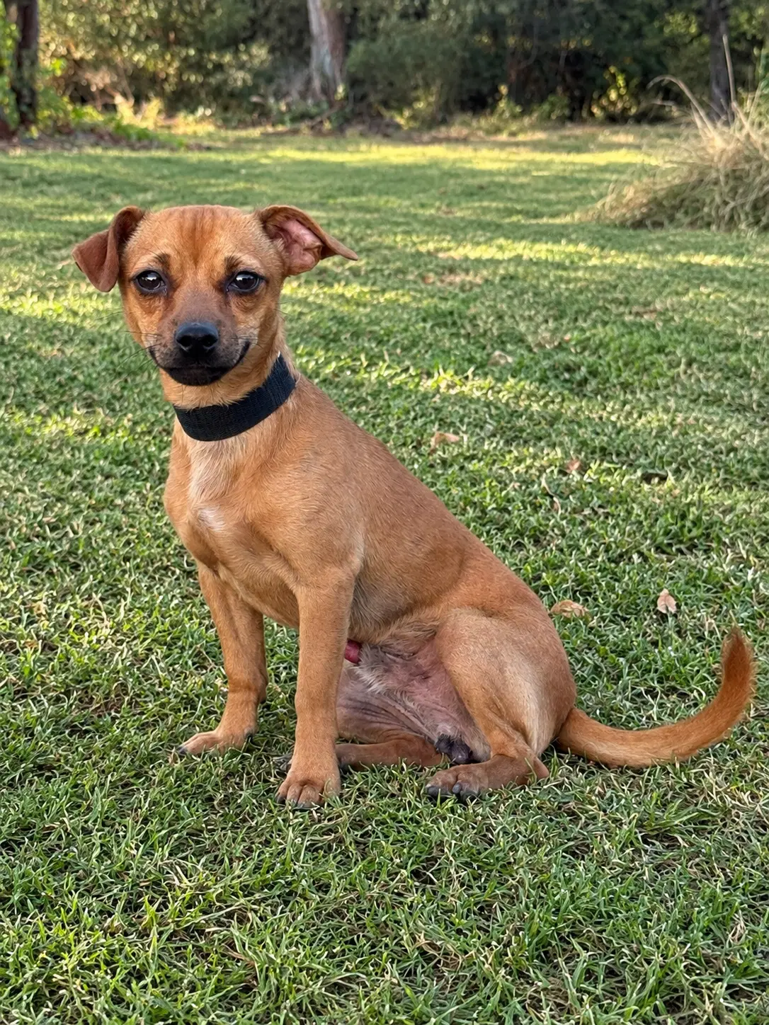 Lorenzo - Chihuahua