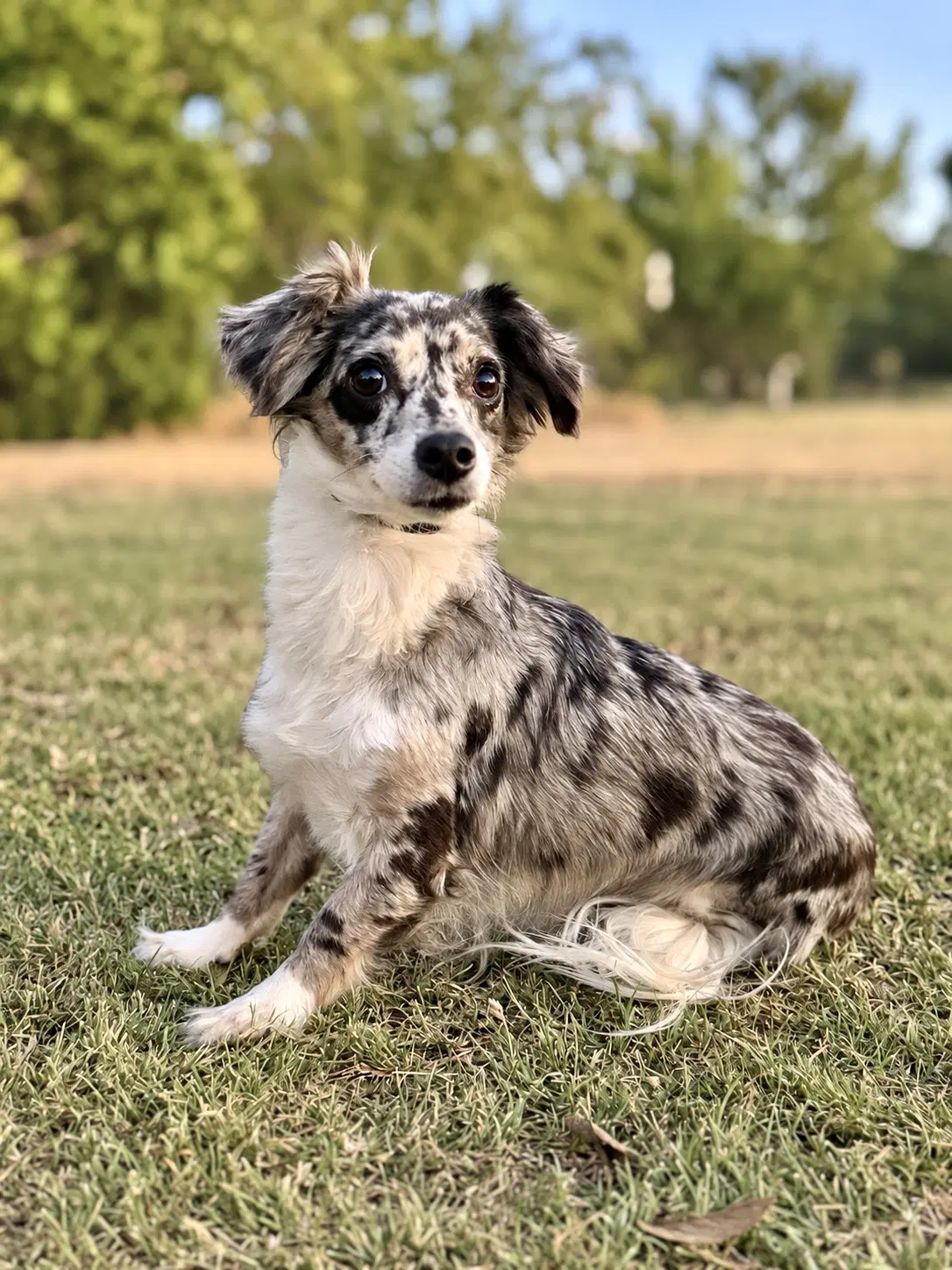 Havana - Dachshund