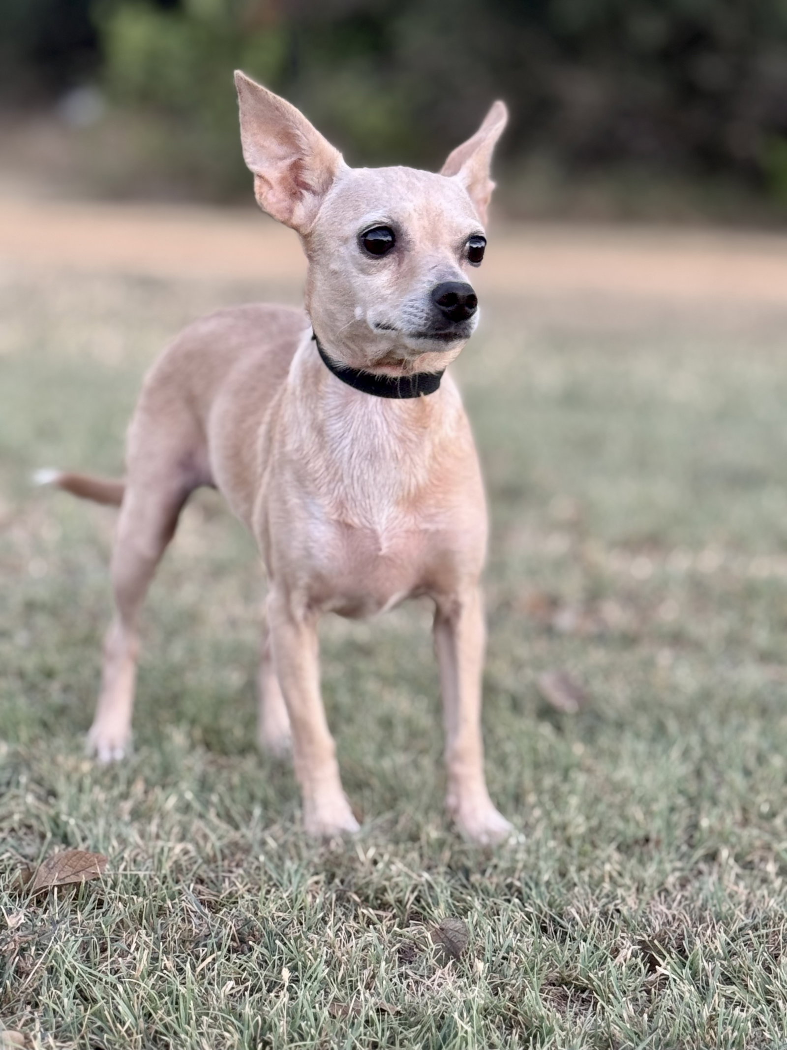 Heather, Chihuahua