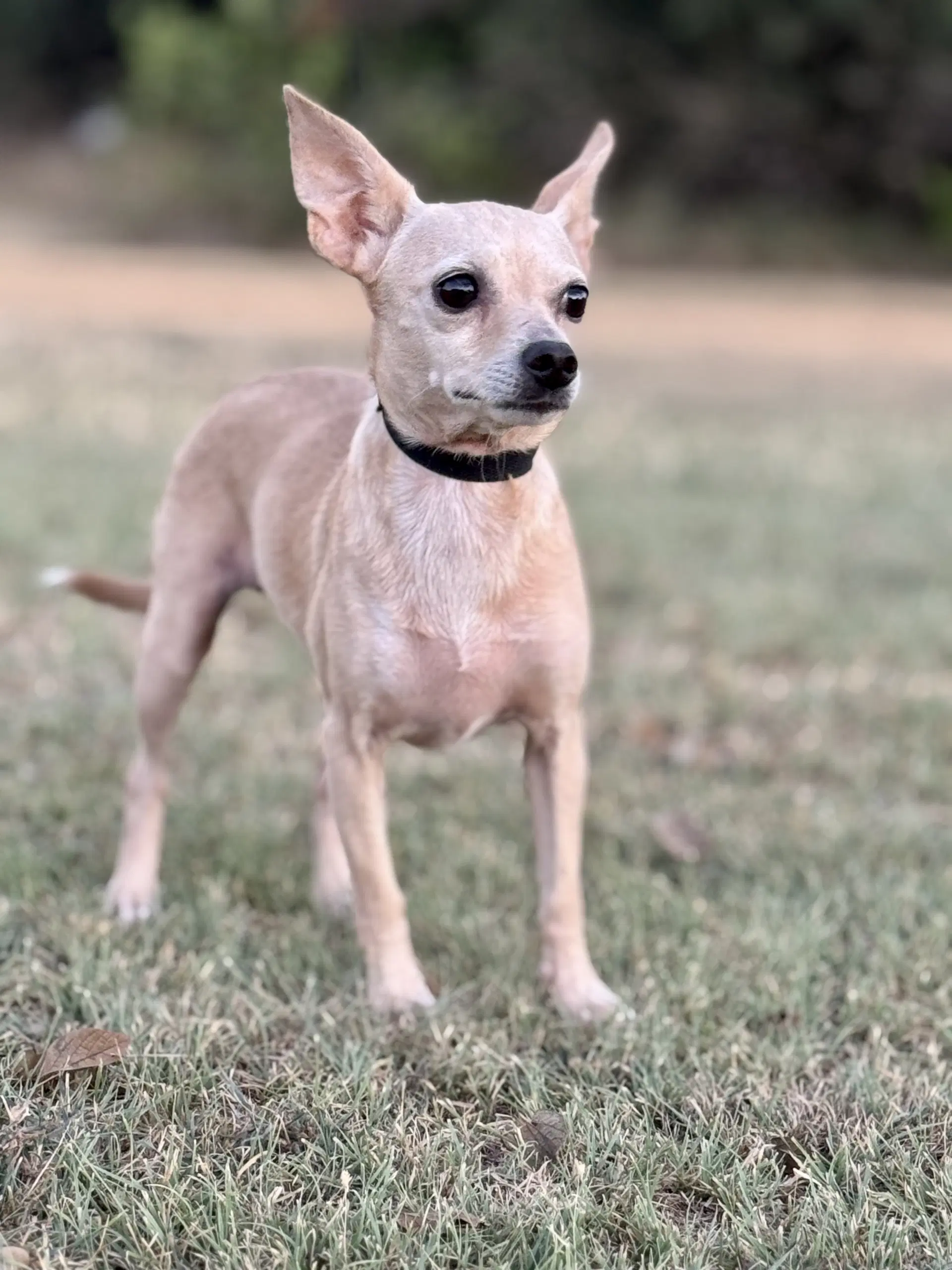 Heather - Chihuahua