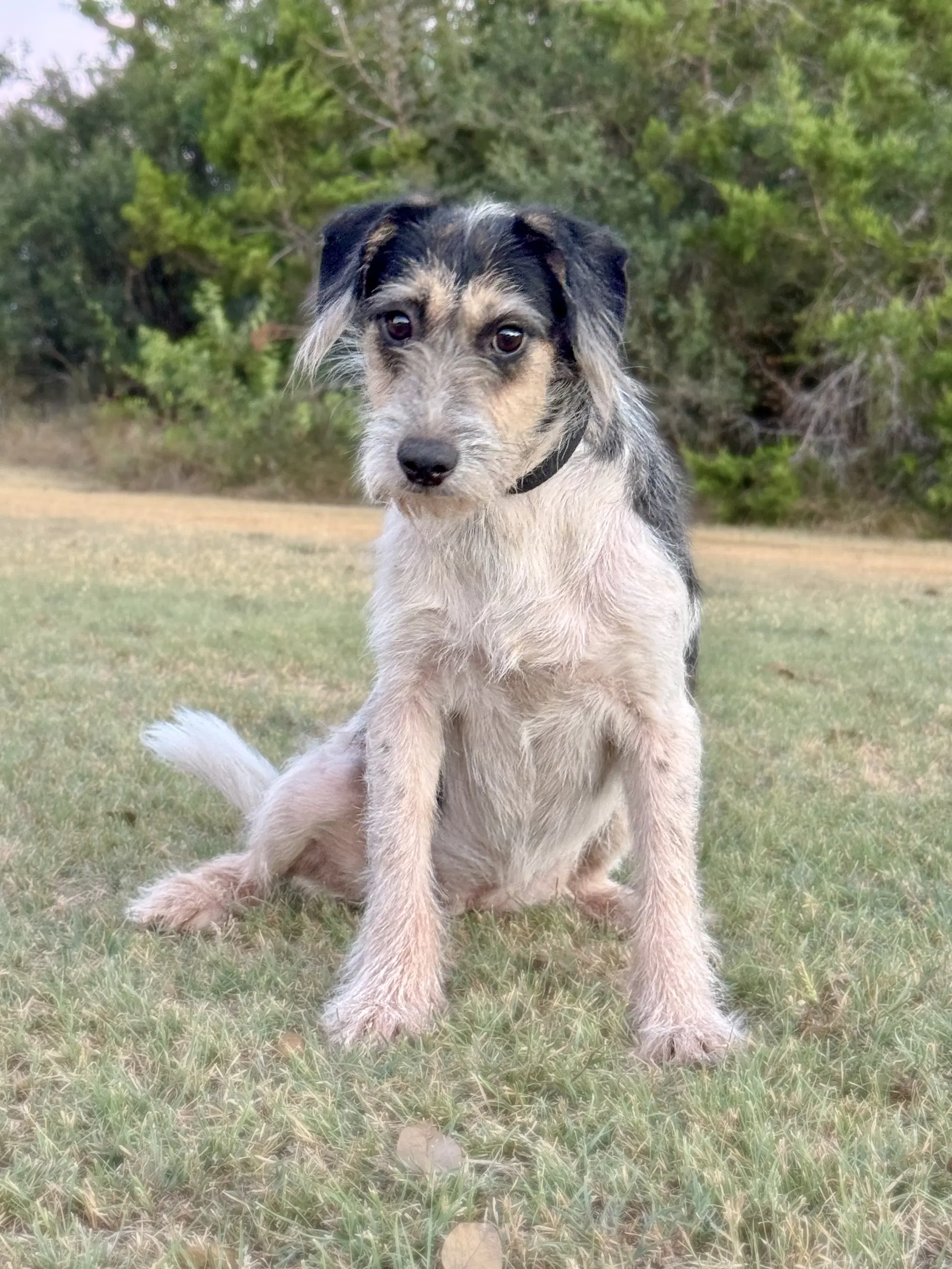 Hope - Terrier