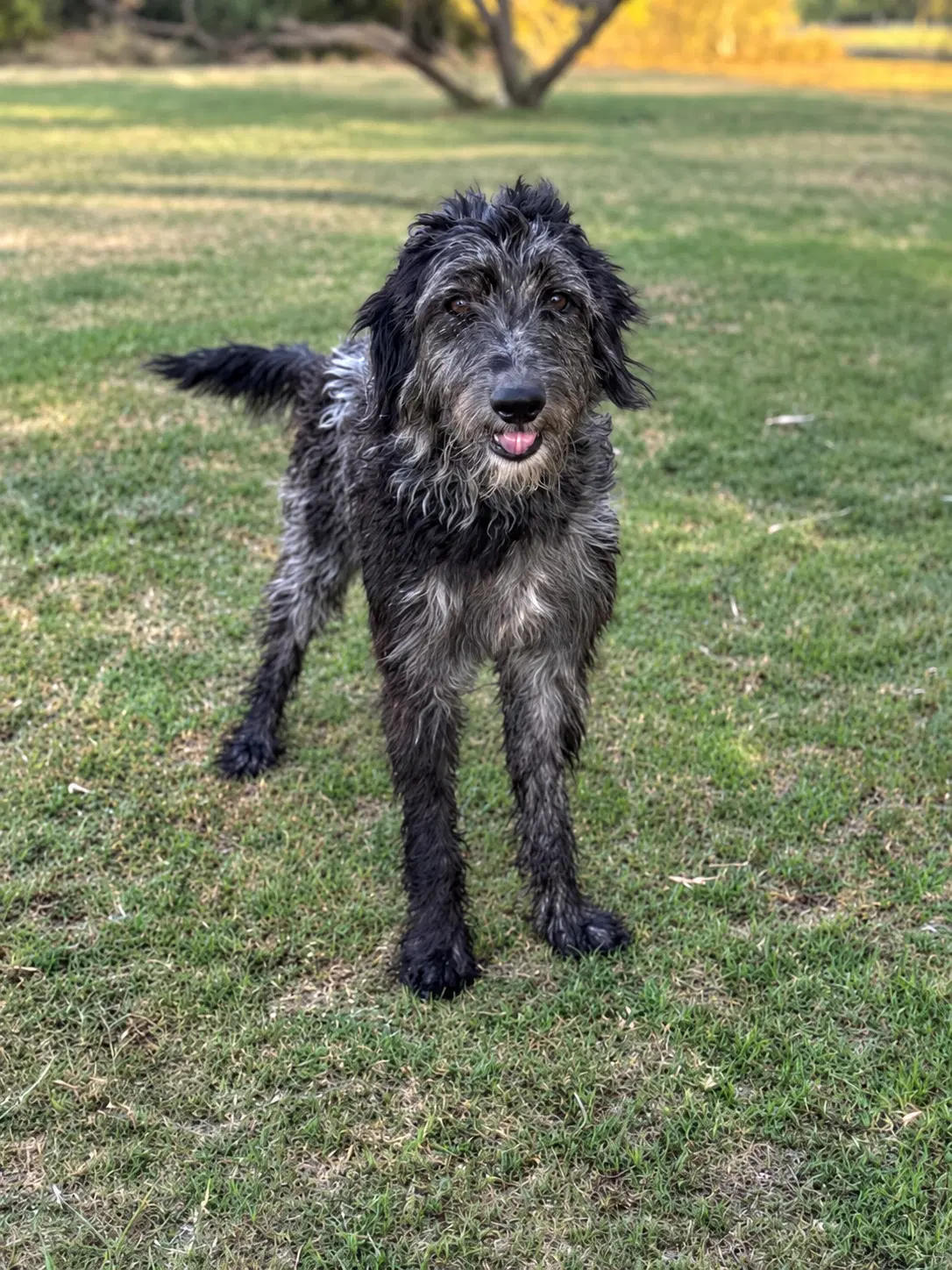 Lucas - Poodle (Standard)