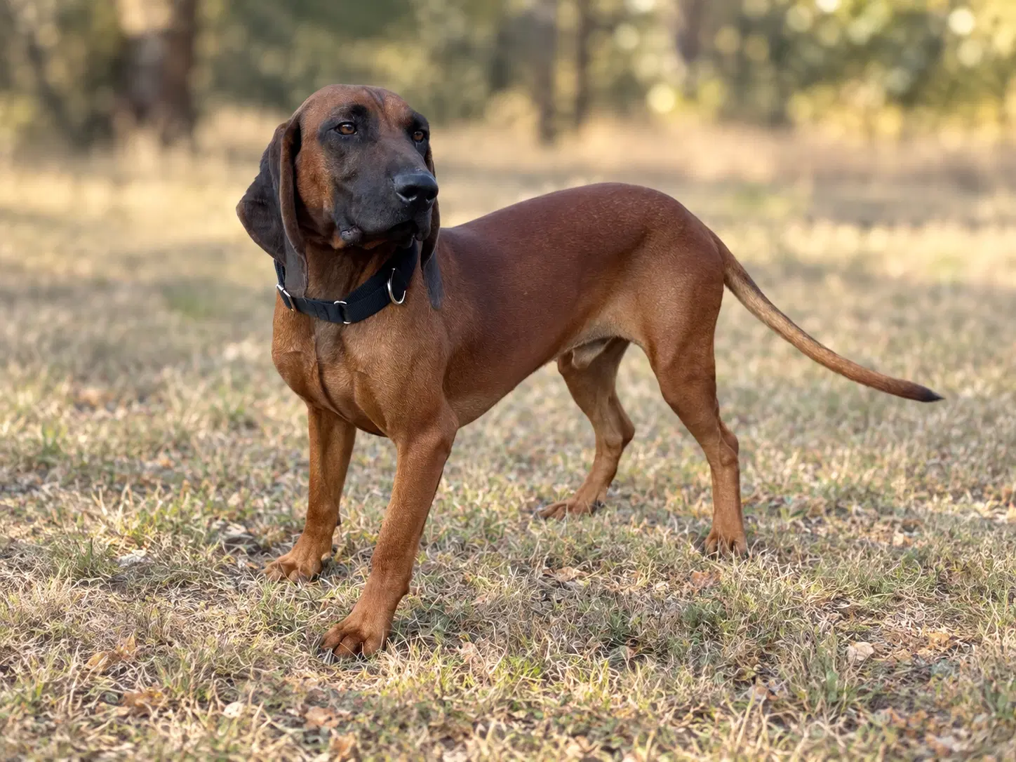 Cooper - Hound