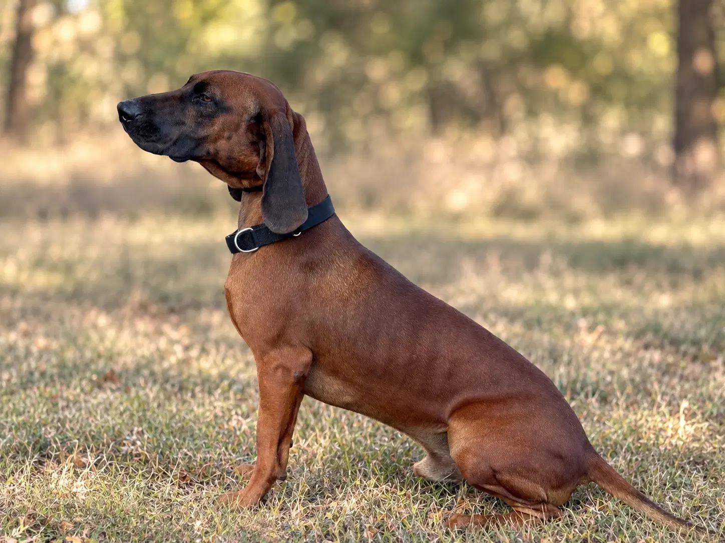 Cooper image 2