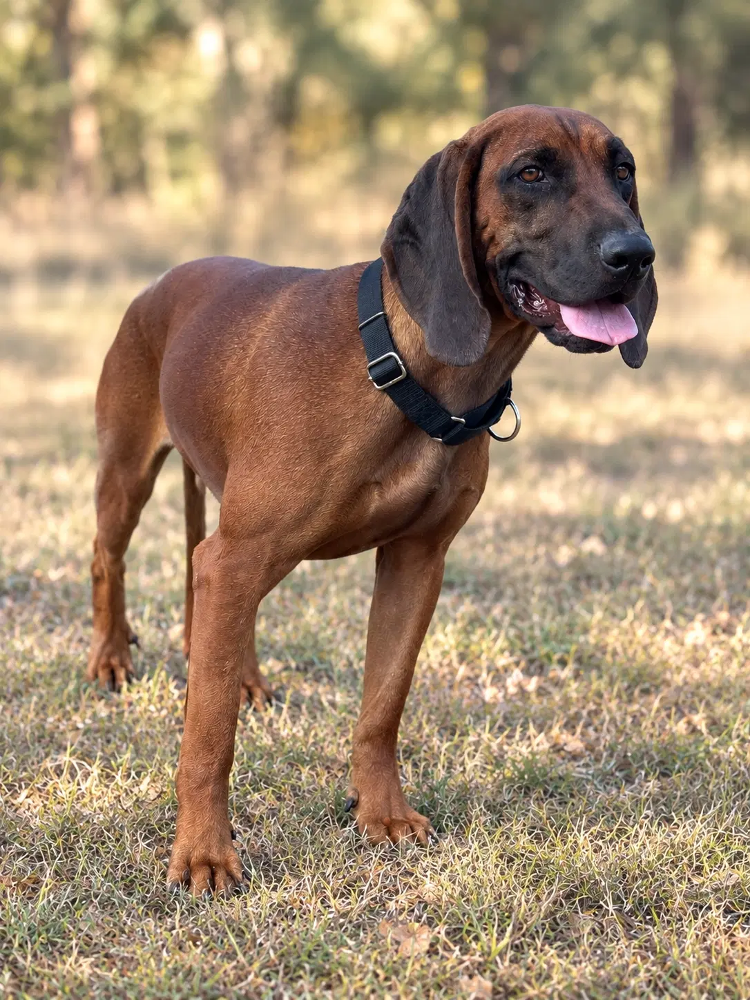 Cooper image 3
