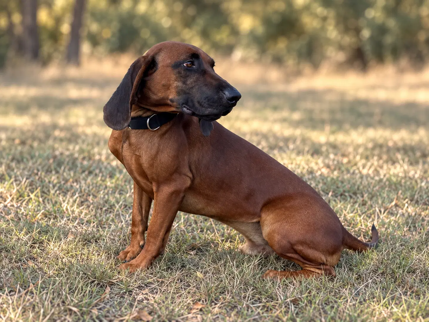 Cooper image 4