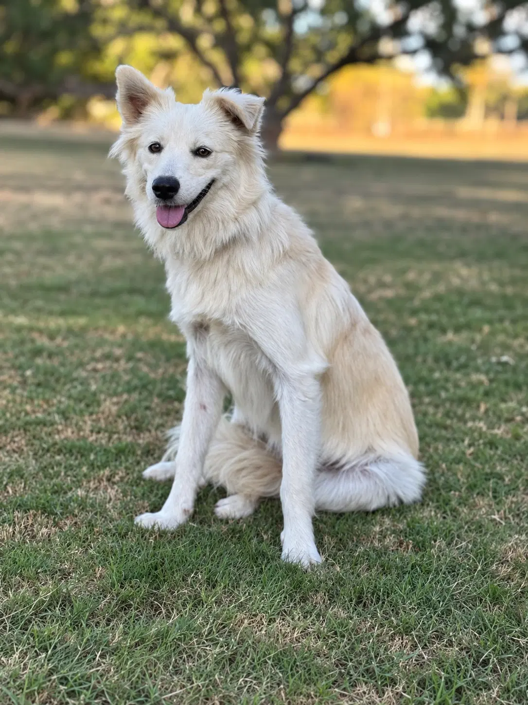 Skye - Border Collie