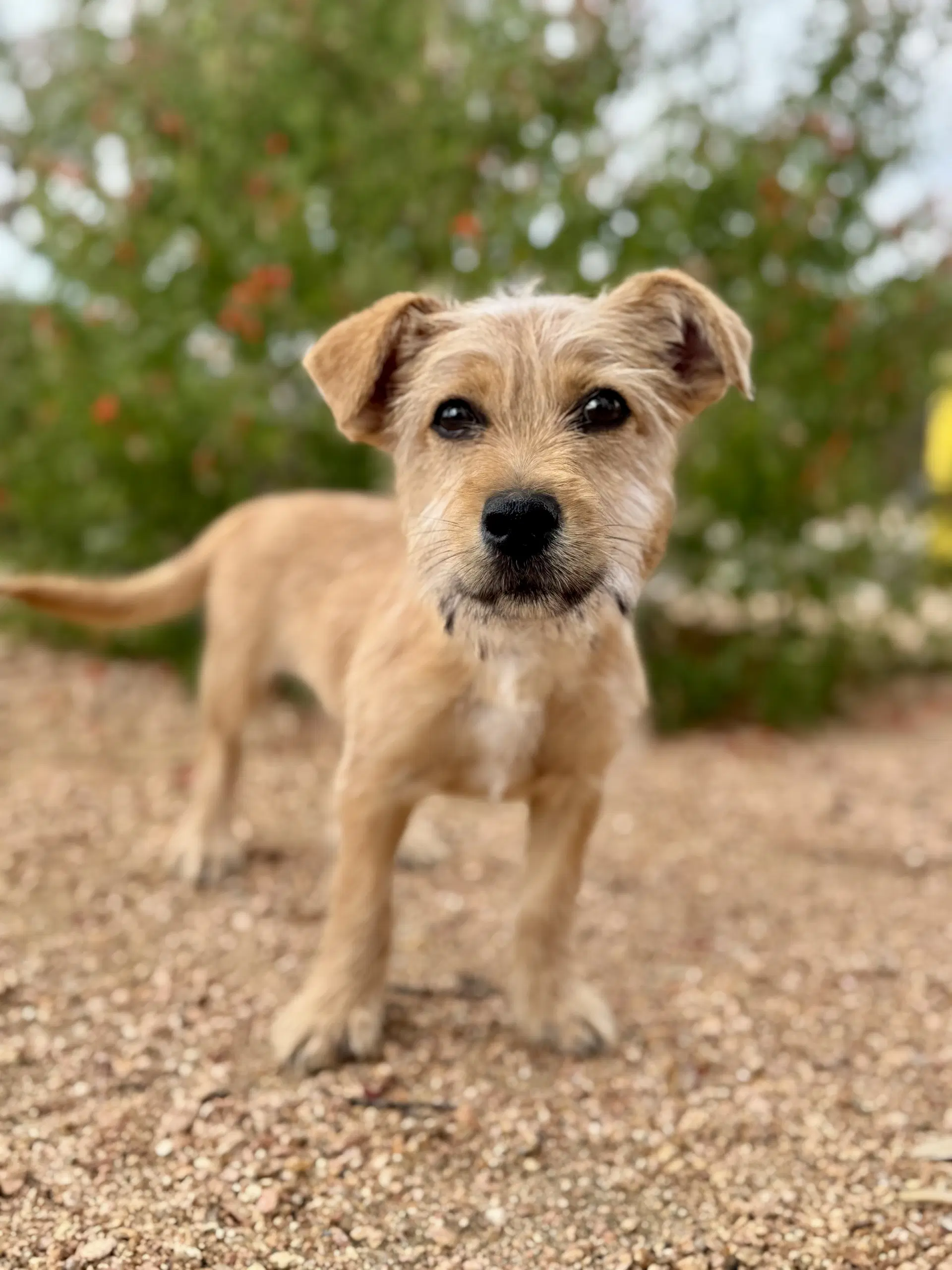 Alec - Terrier