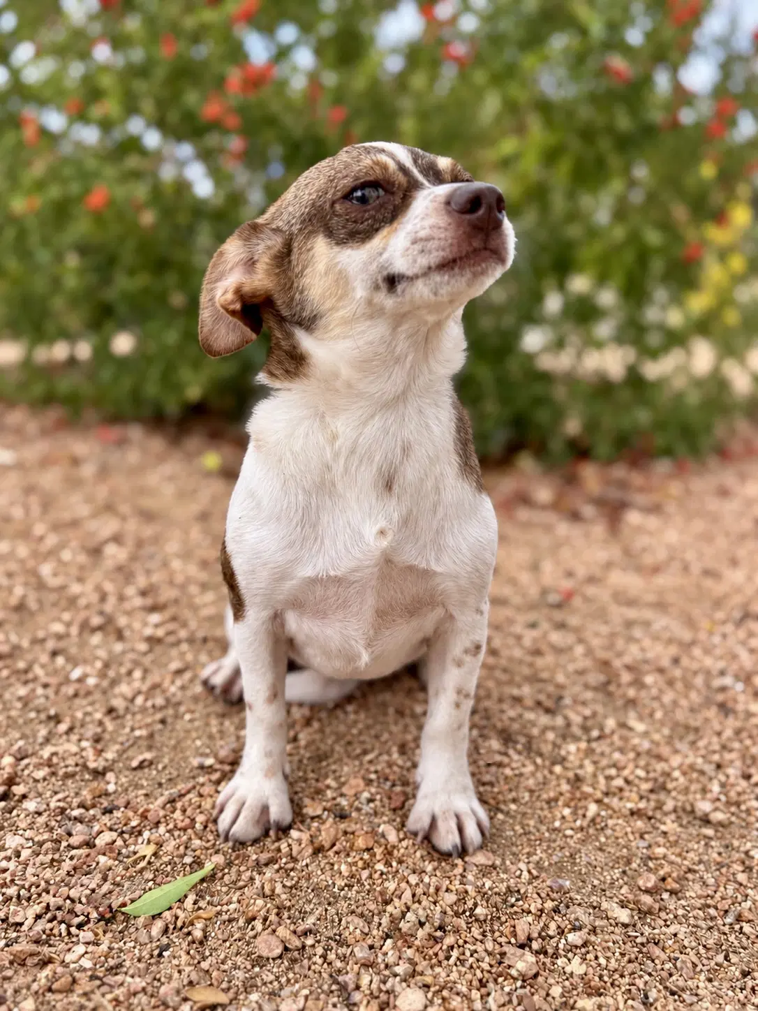 Millie image 4