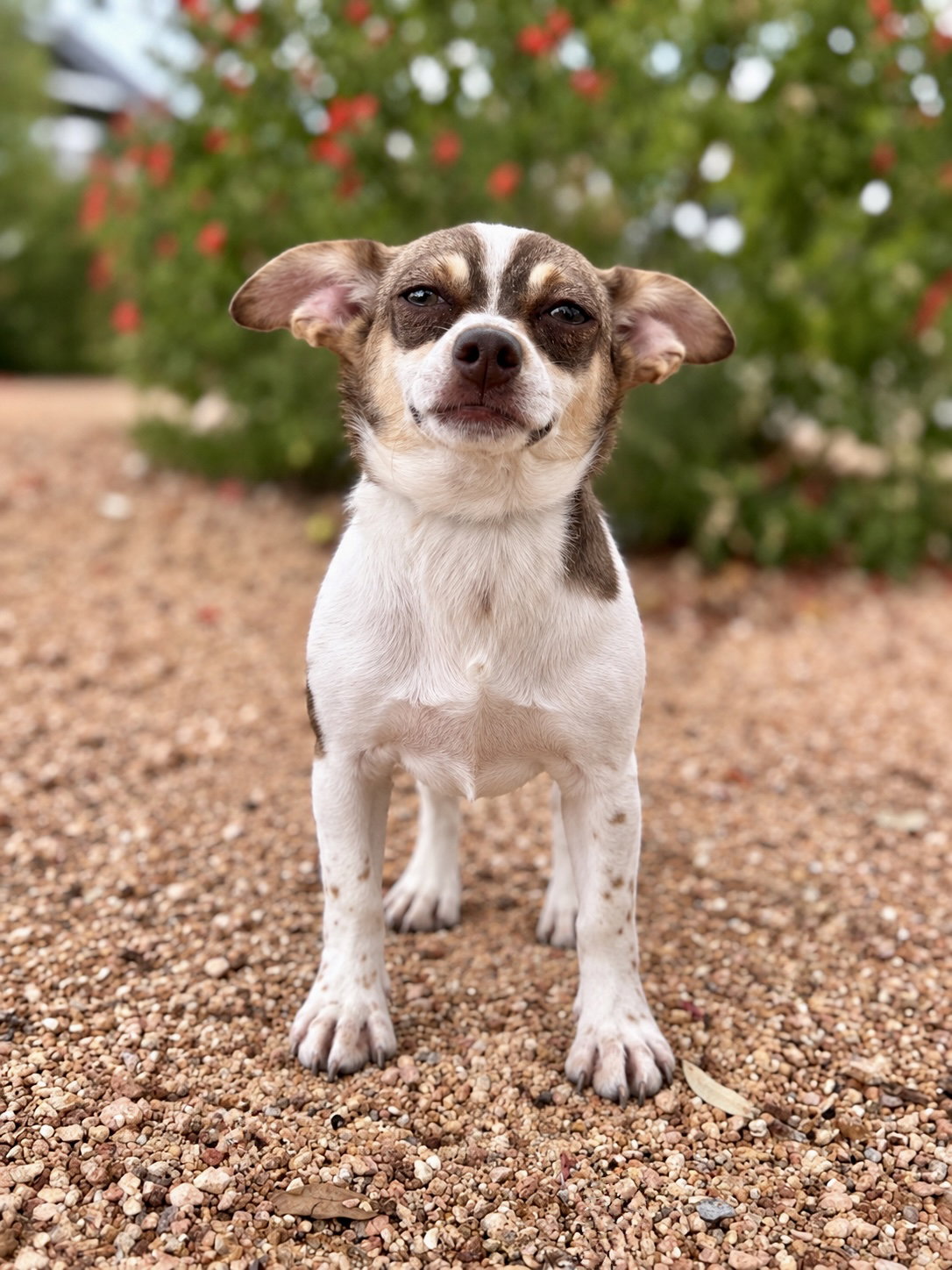 Millie, Chihuahua