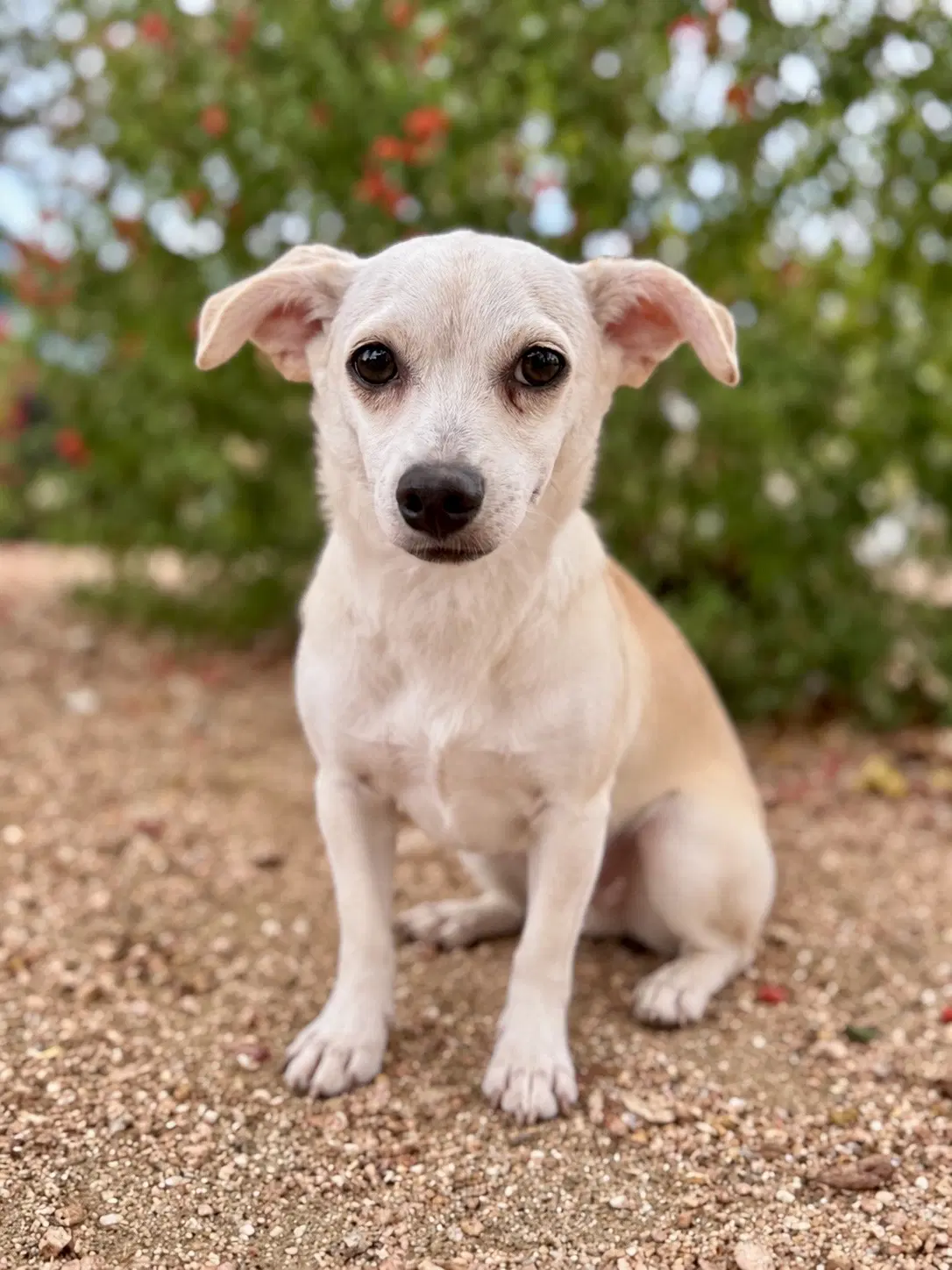 Matilda - Chihuahua