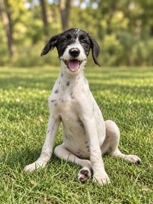 Cammi, a dog for adoption from San Antonio Great Dane Rescue