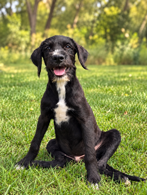 Caleb, a dog for adoption from San Antonio Great Dane Rescue
