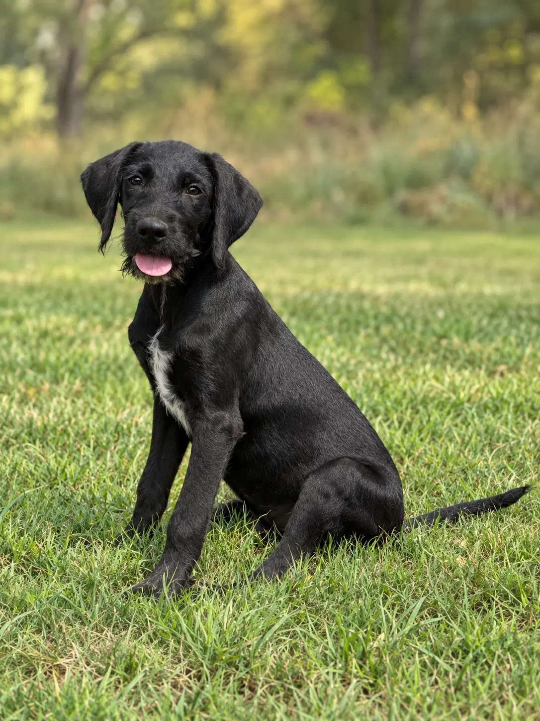 Connor - Labrador Retriever