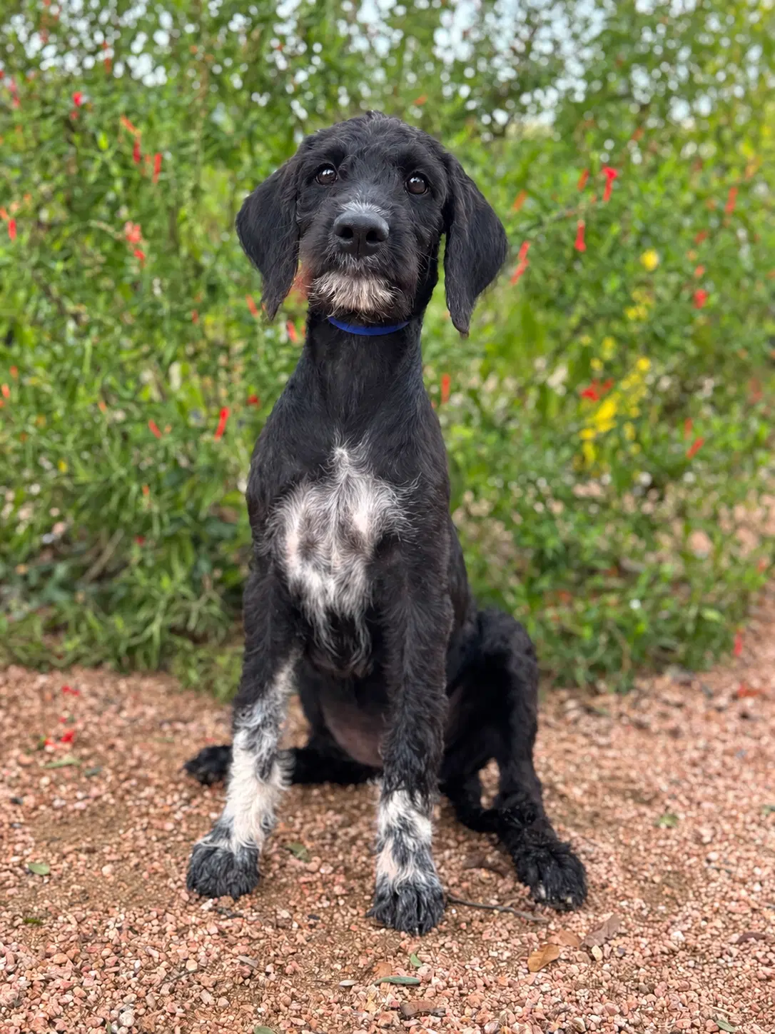 Ruby - Labrador Retriever