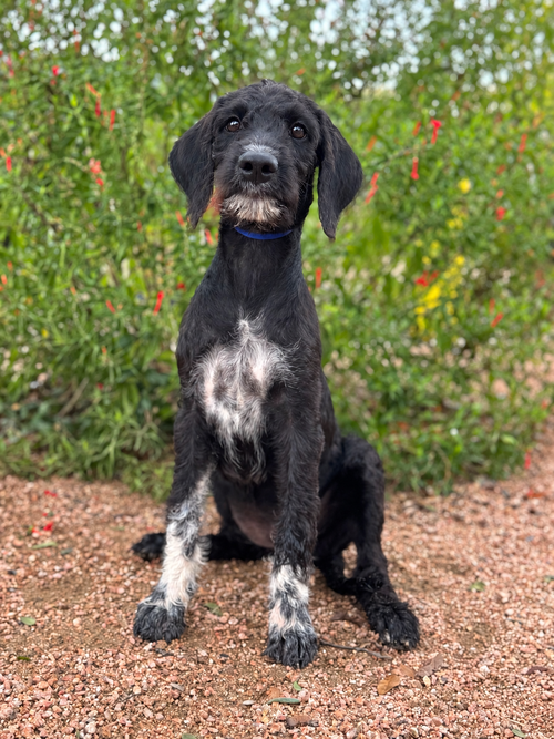Ruby, a dog for adoption from San Antonio Great Dane Rescue
