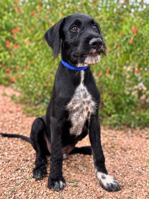 Ryder, a dog for adoption from San Antonio Great Dane Rescue