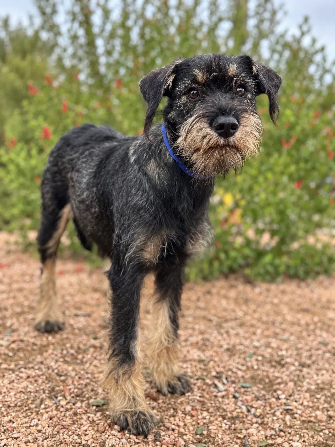 Remi - Terrier