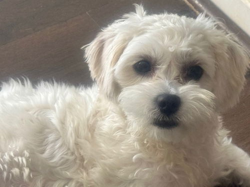 picture of the dog needing adoption