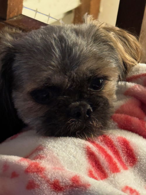 picture of the dog needing adoption