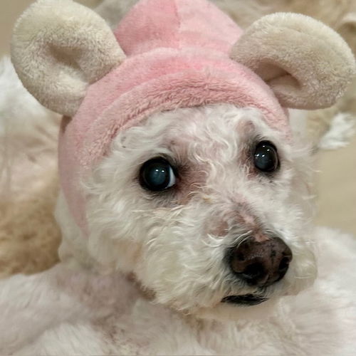 picture of the dog needing adoption