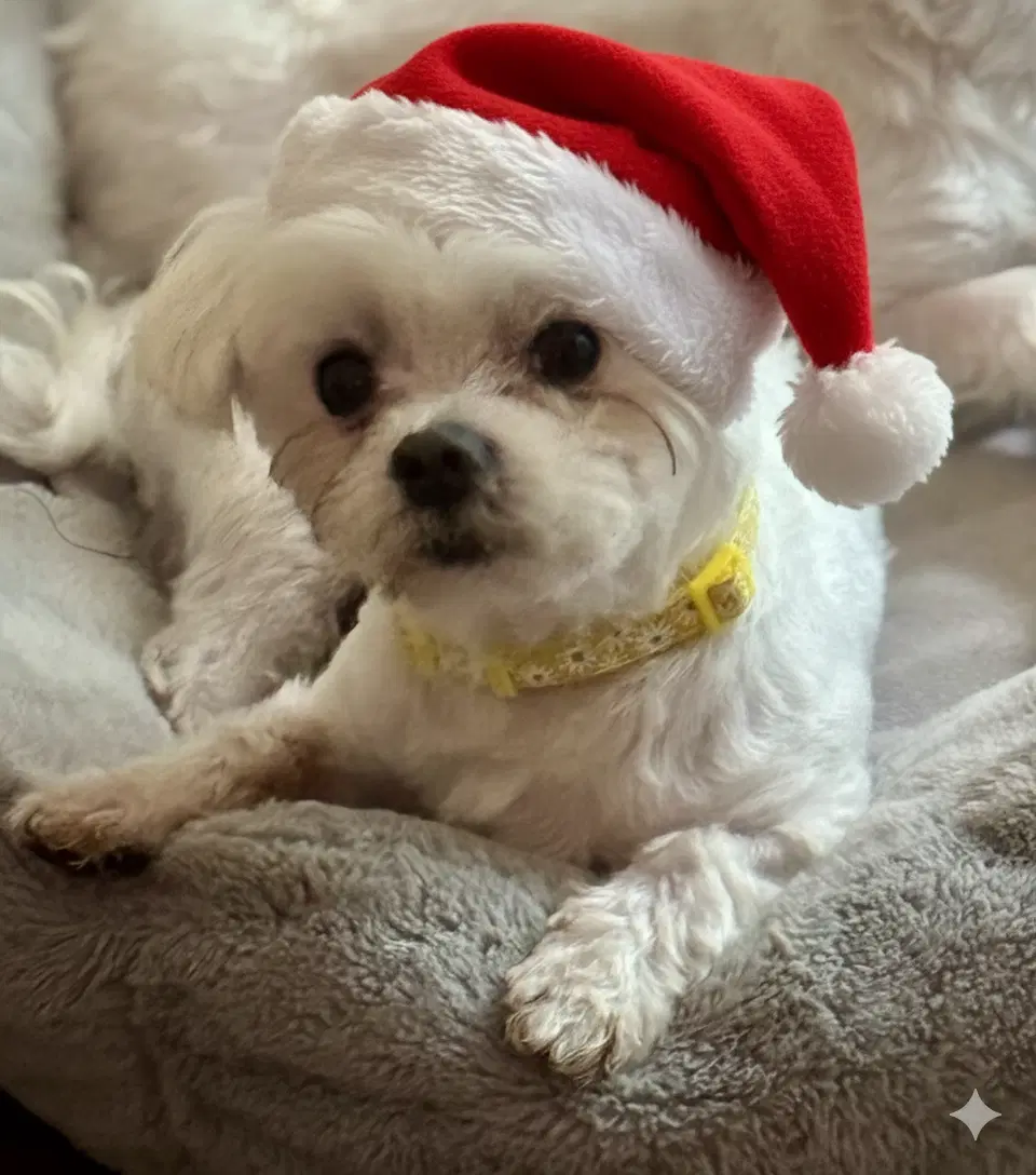 Cooper - Maltese