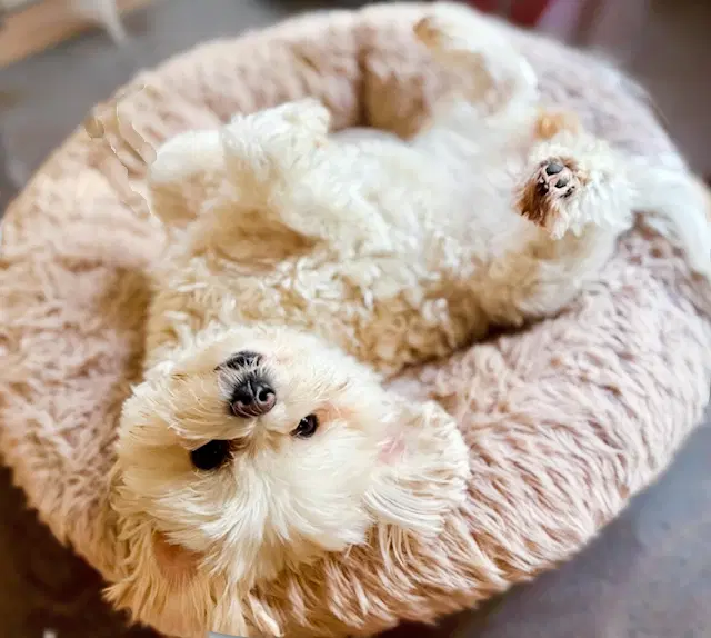 Star - Maltese