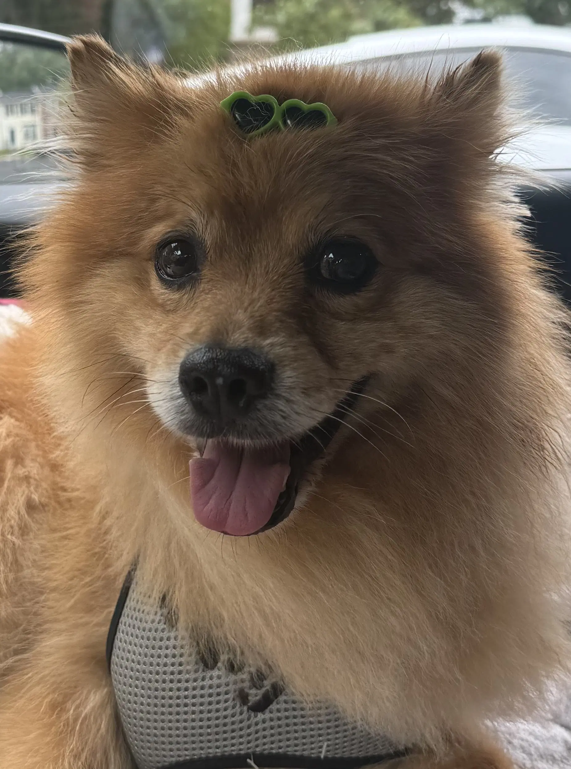 Buster - Pomeranian