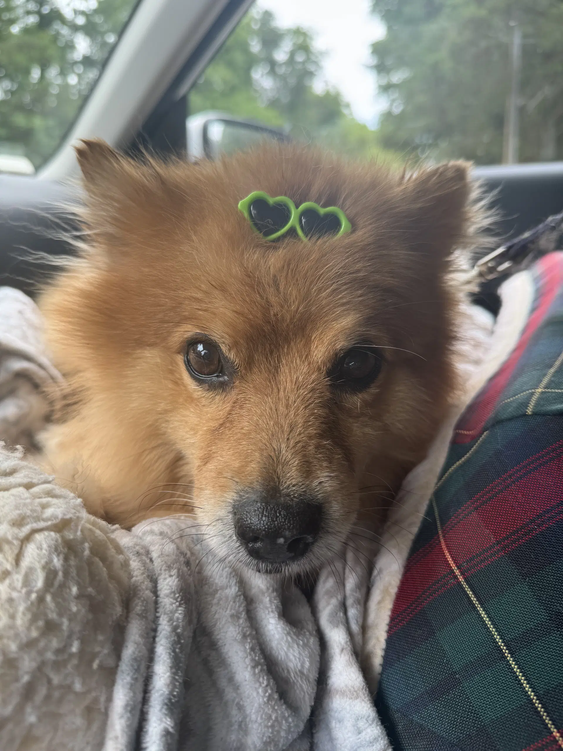 Buster image 3