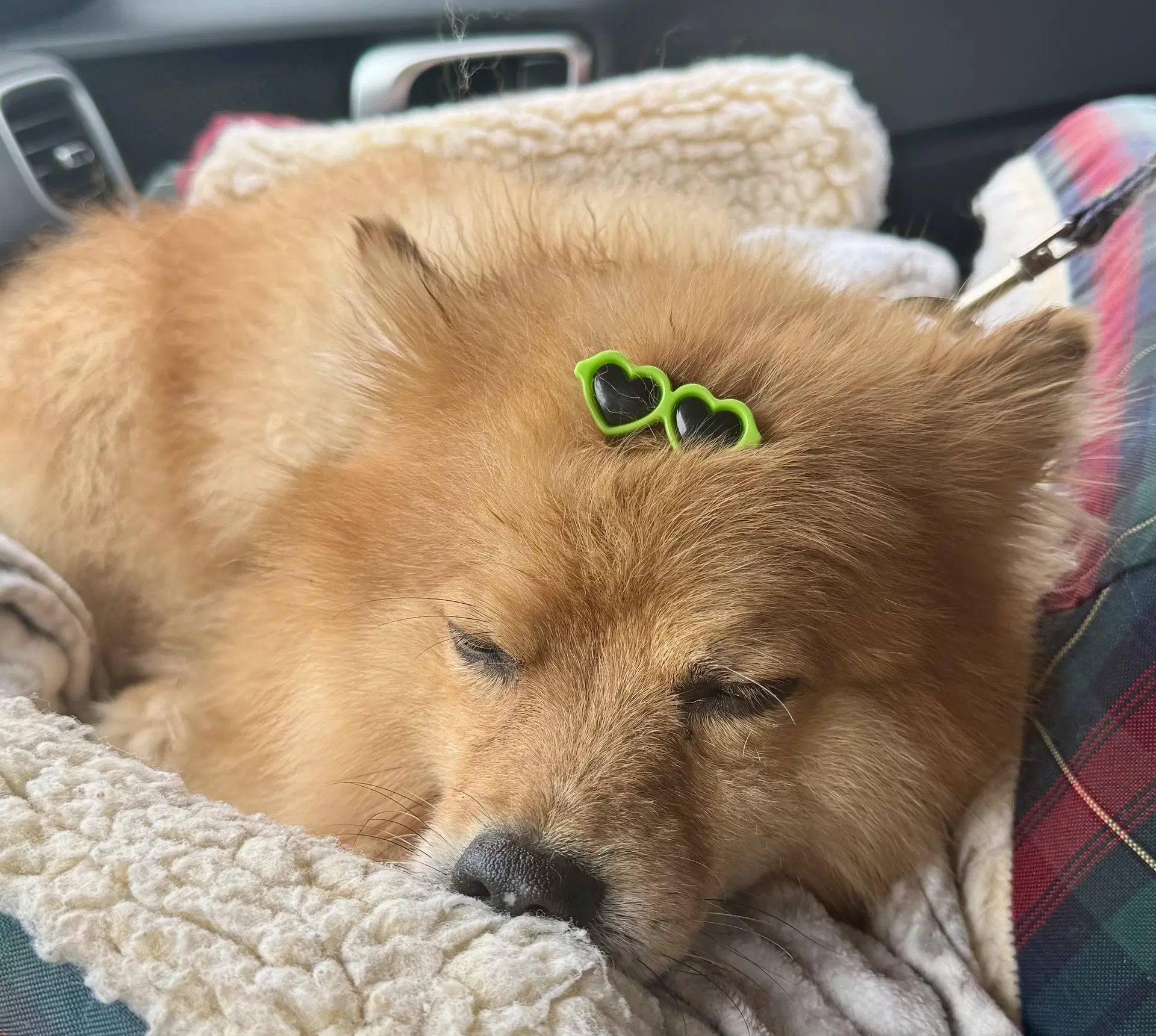 Buster image 4