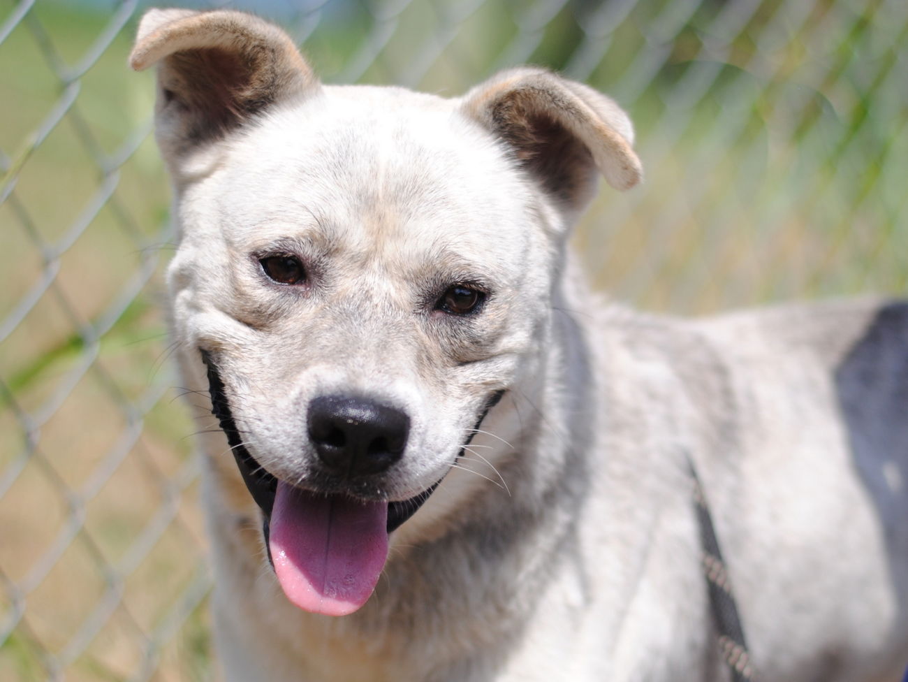 adoptable Dog in Anniston, AL named Tucker