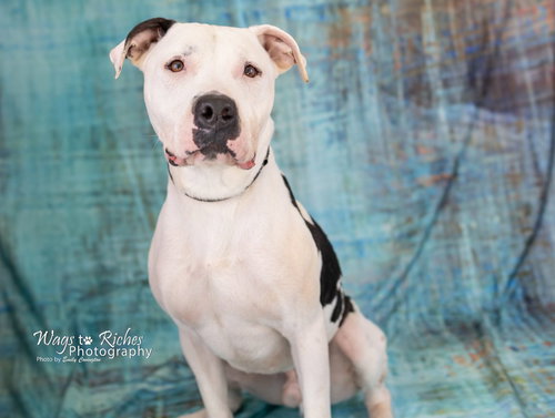 BODIE - American Bulldog / Boxer available for adoption