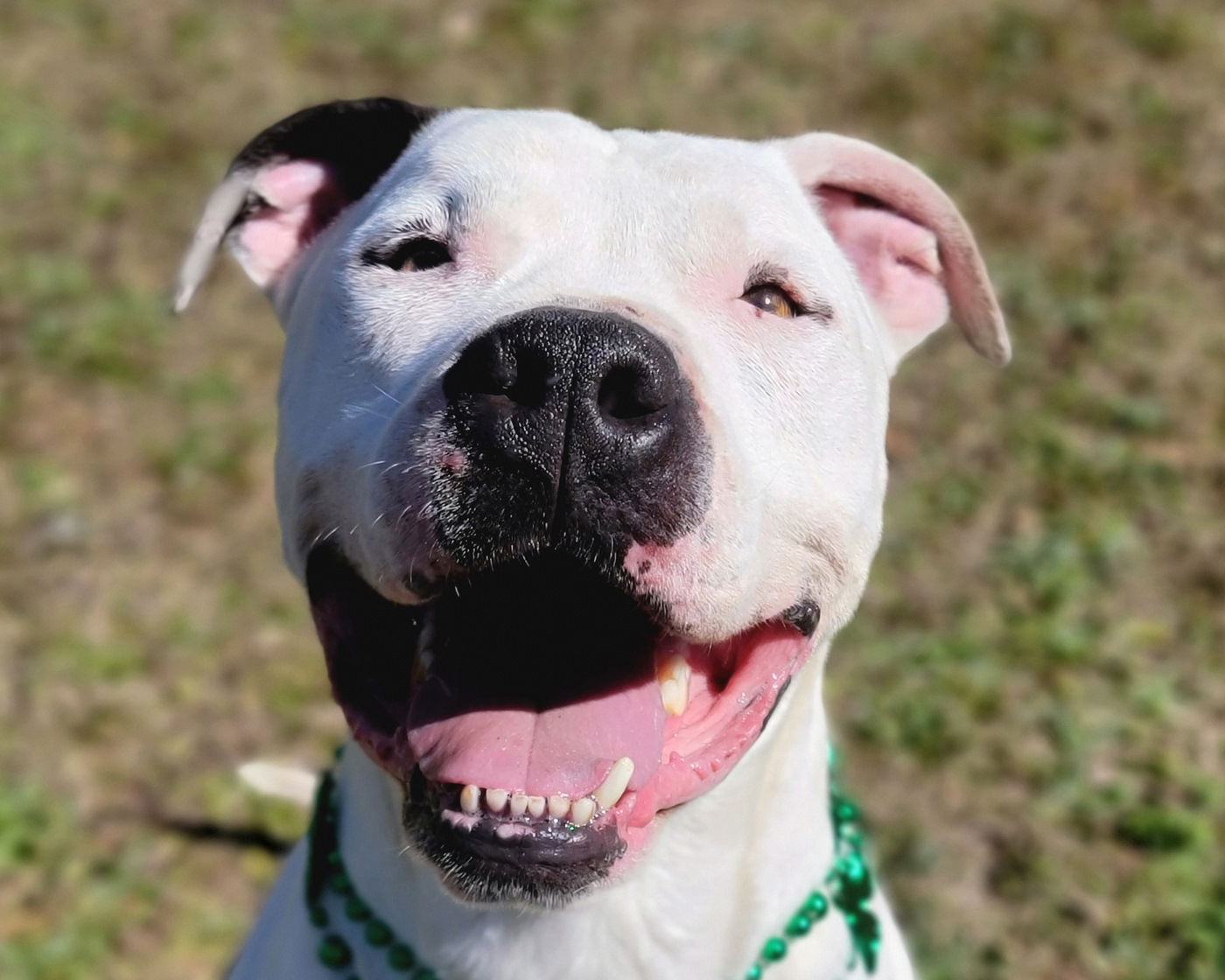 adoptable Dog in Anniston, AL named Bodie