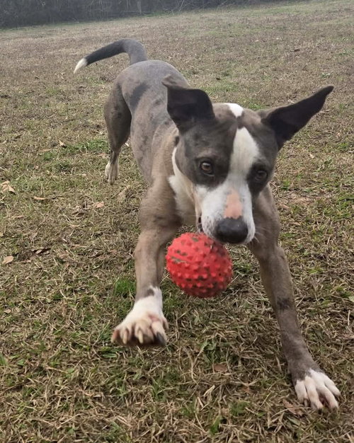 LUNA - Catahoula Leopard Dog available for adoption
