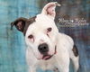 adoptable Dog in Anniston, AL named Katrina