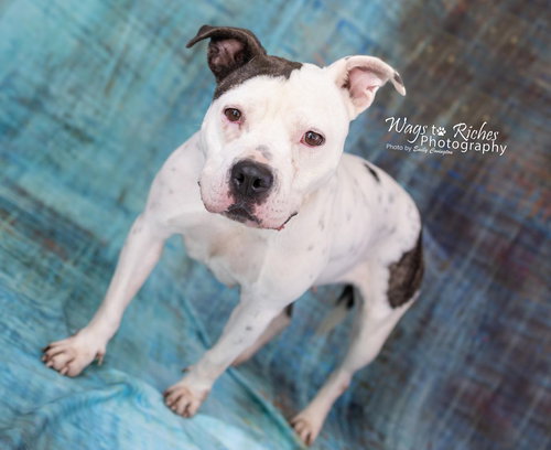 KATRINA - American Staffordshire Terrier available for adoption