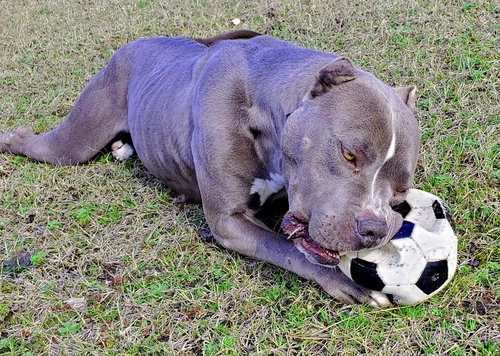 NORMA - American Staffordshire Terrier available for adoption